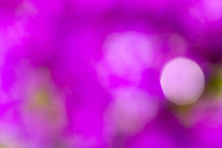 violet blurry background of flower in spring gardenの写真素材