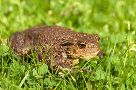 European common toad, bufo bufo sitting in grass, outdoor sunny dayの写真素材