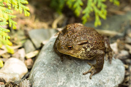 European common toad, bufo bufo sitting on stone, outdoor sunny dayの写真素材