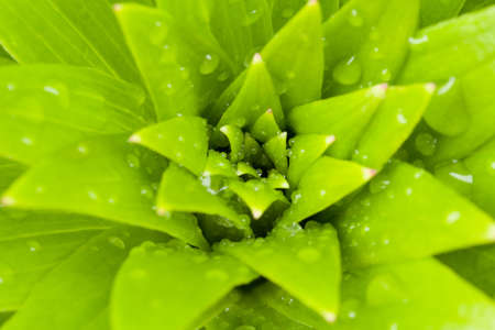 macro water drops on green plant leaf for natural background, wallpaper or backdrop useの写真素材