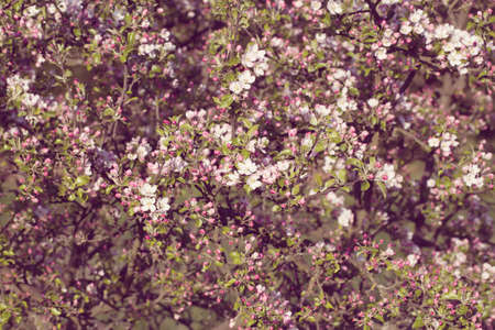 Blossoming apple tree in spring with shallow focus in pink retro vintage colorsの写真素材