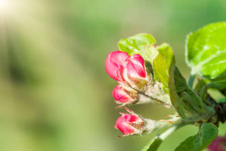 apple bud on tree in spring with shallow focusの写真素材