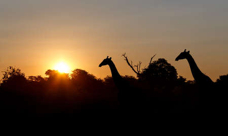 sunset and giraffes in silhouette in Africa, Namibiaの写真素材