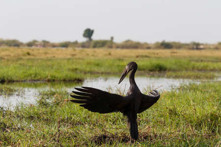 African Openbill with wings spread to the evening sun, Chobe river, Botswanaの写真素材