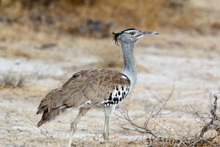 Kori Bustard in african bush, Etosha national Park, Namibia, Africaの写真素材