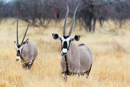 close up portrait of Gemsbok, Oryx gazella, dominant Gemsbok antelope in the park, Etosha, Namibiaの写真素材