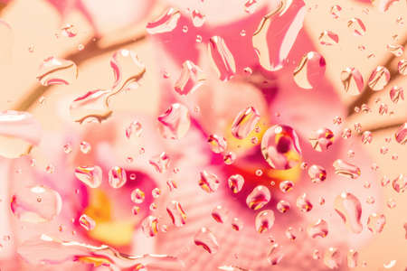 color abstract background with water drops on glass with flower in backgroundの写真素材