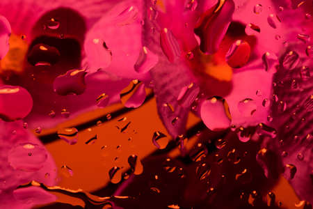 color abstract background with water drops on glass with flower in backgroundの写真素材