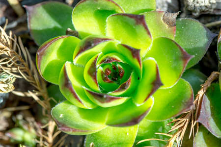 green sempervivum close up ,natural plant shape backgroundの写真素材