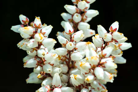 Beautiful Erica carnea flower in spring garden, macro photoの写真素材