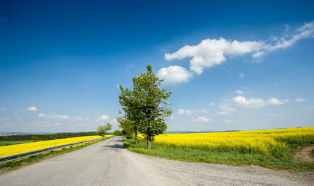 Beautiful spring rural landscape with rape field and blue sky