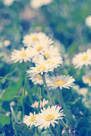 small daisy flower on green lawn with shallow focus, retro color toneの写真素材