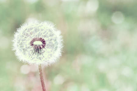 close up of Dandelion with abstract color and shallow focusの写真素材