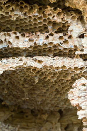 Close up of empty Wasp nest background or backdrop