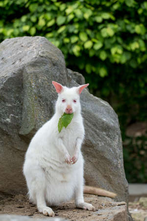 Closeup of a Red-necked Wallaby white albino female, kangaroo (Macropus rufogriseus)の写真素材