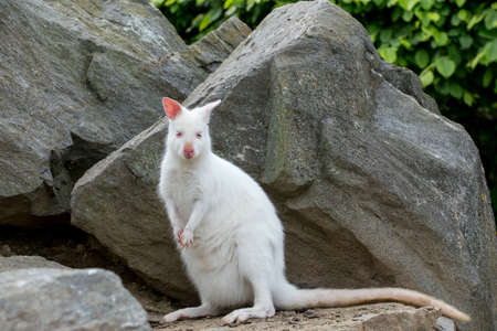 Closeup of a Red-necked Wallaby white albino female, kangaroo (Macropus rufogriseus)の写真素材