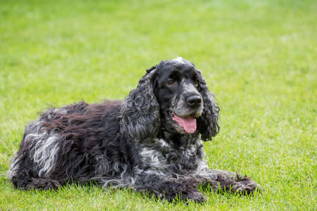outdoor portrait of lying english cocker spaniel, european champion, breeding stationの写真素材