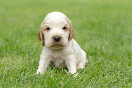 Looking English Cocker Spaniel puppy, 24 days old outdoor on green grassの写真素材