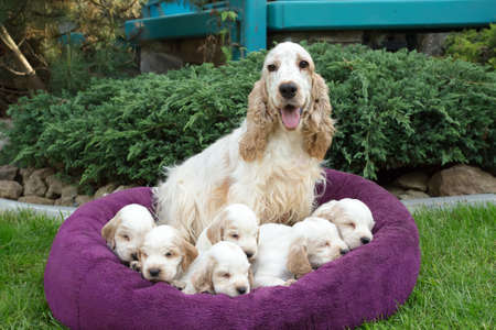 family of lying English Cocker Spaniel puppy, 24 days old with motherの写真素材