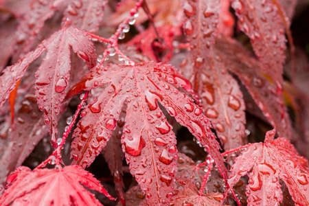 macro water drops on red mapple leaf for natural background, wallpaper or backdrop useの写真素材