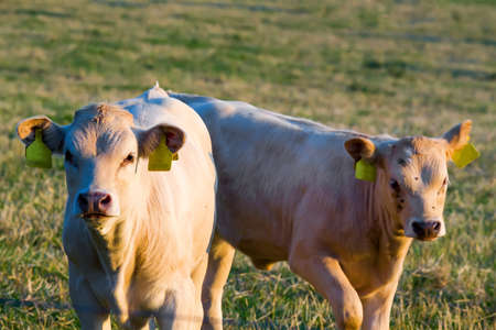 Herd of cows on green grass and evening sun, rural sceneの写真素材