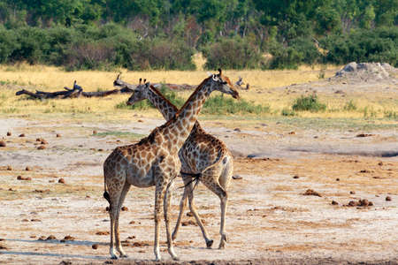 neck crossing of Giraffa camelopardalis in national park, Hwankee, Botswanaの写真素材
