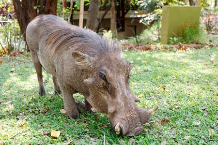 close up portrait of wart hog male in walking in campsite on Victoria Falls, Zimbabweの写真素材