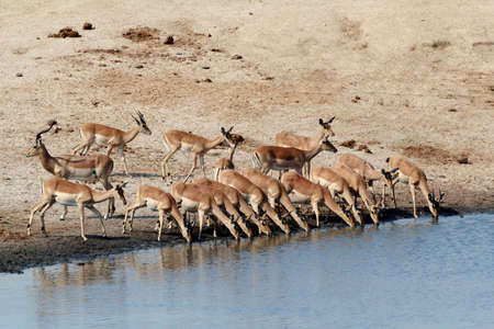 drinking herd of impala in Hwankee national park, Botswanaの写真素材