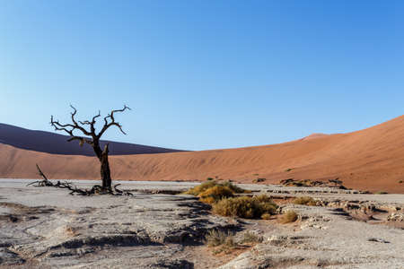 beautiful sunrise landscape of hidden Dead Vlei in Namib desert with dead acacia tree, best place of Namibiaの写真素材