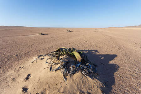 Splendid example of Welwitschia mirabilis is estimated to be more than 1500 years old,Erongo, Namibia, Amazing desert plant, living fossil Welwitschia Mirabilis in Namib Desertの写真素材