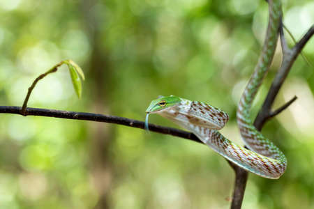 Oriental Whipsnake or Asian Vine Snake (Ahaetulla prasina) Tangkoko National Park. Sulawesi, Indonesia, Wildlifeの写真素材