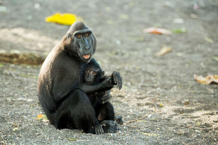 Portrait of  Ape Monkey Celebes with small baby Sulawesi crested black macaque, Takngkoko National park, Sulawesi, Indonesiaの写真素材