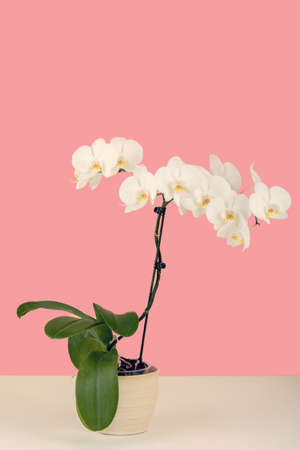 romantic branch of white orchid on pastel colors backgroundの写真素材