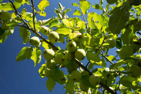 Green Apple on the tree branch on road, rural sceneの写真素材