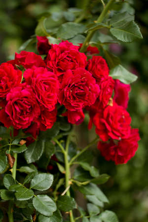 beautiful red roses in garden, romatic love background, shallow focus