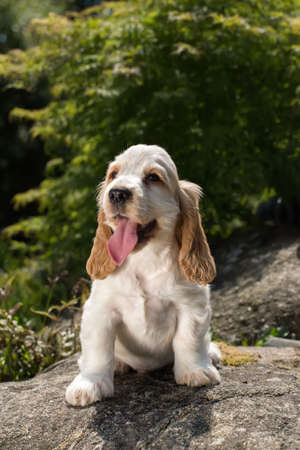 Looking English Cocker Spaniel puppy, 24 days old outdoor on green grass