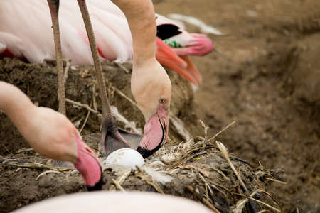 Beautiful American Flamingos on eng in nest Phoenicopterus roseusの写真素材