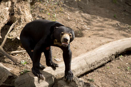 Sun bear also known as a Malaysian bear (Helarctos malayanus)の写真素材