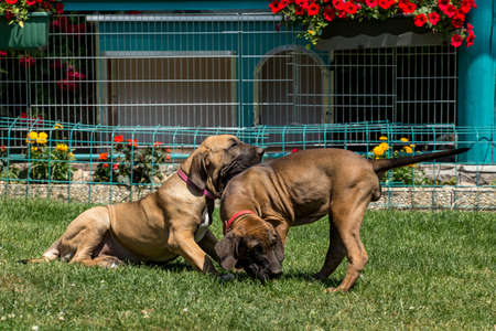 two puppy of Fila Brasileiro playing(Brazilian Mastiff) outdoor on green grassの写真素材