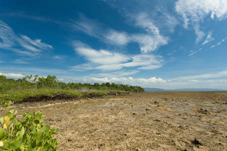 wide shoot of mangrove North Sulawesi, Indonesia with blue skyの写真素材