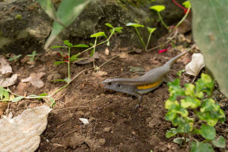 close up of Eutropis multifasciata balinensis (Bali Skink) outdoor, wildlifeの写真素材