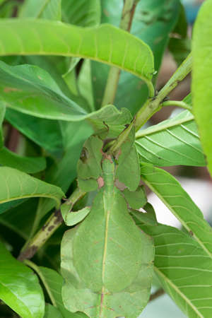 perfectly masked asian phyllium pulchrifolium giganteum leaf insect walking leaveの写真素材