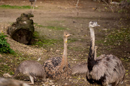Family portrait of Australian Emu (Dromaius novaehollandiae) outdoorの写真素材