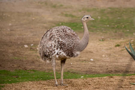 close up portrait of Australian Emu (Dromaius novaehollandiae) outdoorの写真素材