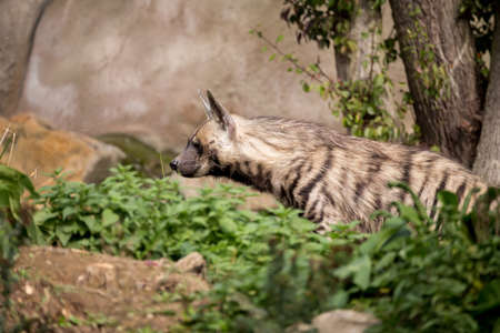 Striped hyena (Hyaena hyaena) with broad head and dark eyesの写真素材