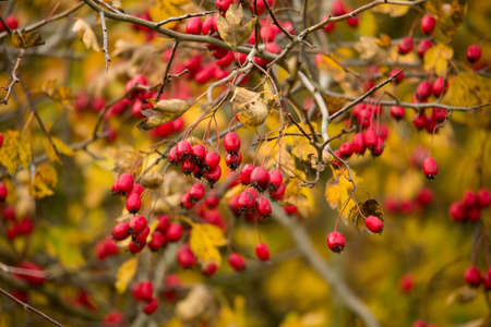 wild rosehips in nature, beautiful background, Red Cankerberry on the Branch of Bushの写真素材