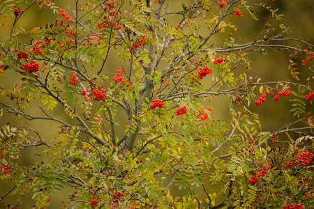Rowan Berries tree (Sorbus aucuparia) against of blue sky
