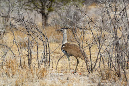 Kori Bustard in african bush, Etosha national Park, Namibia, Africaの写真素材