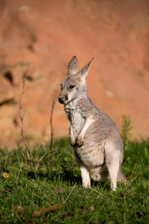 small cute australian red kangaroo baby grazing outdoor