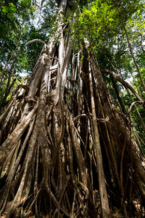 Massive tree is buttressed by roots within Tangkoko National Park in North Sulawesi, Indonesia. This park is home to Black macaques and Tarsiers. It is close to Manadoの写真素材